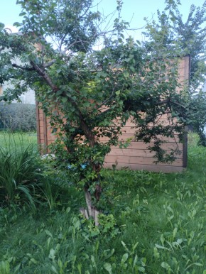 Коллективный сад номер 7, участок 58 в Нижние Серги - nizhnie-sergi.yutvil.ru - фото 28