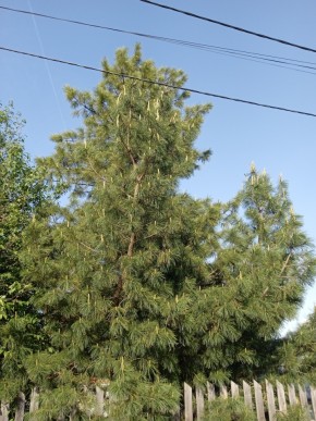 ул. Полынная,29 в Нижние Серги - nizhnie-sergi.yutvil.ru - фото 18 ул. Полынная,29 в Нижние Серги - nizhnie-sergi.yutvil.ru - фото 18